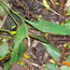 Convallaria majalis rosea